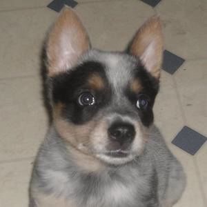 Meet your Posher, Billy